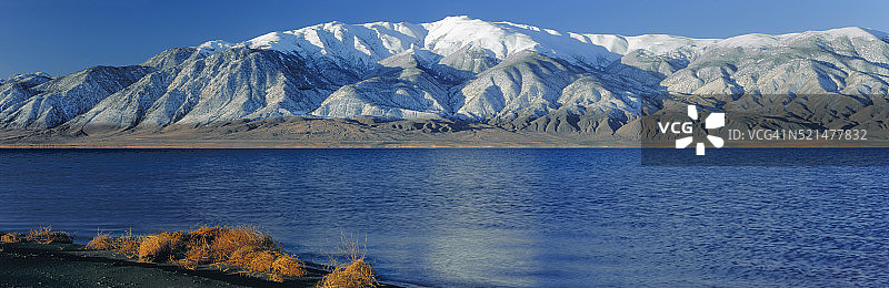 内华达州沃克湖岸边的风滚草图片素材