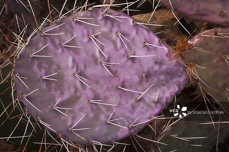 仙人掌果图片素材