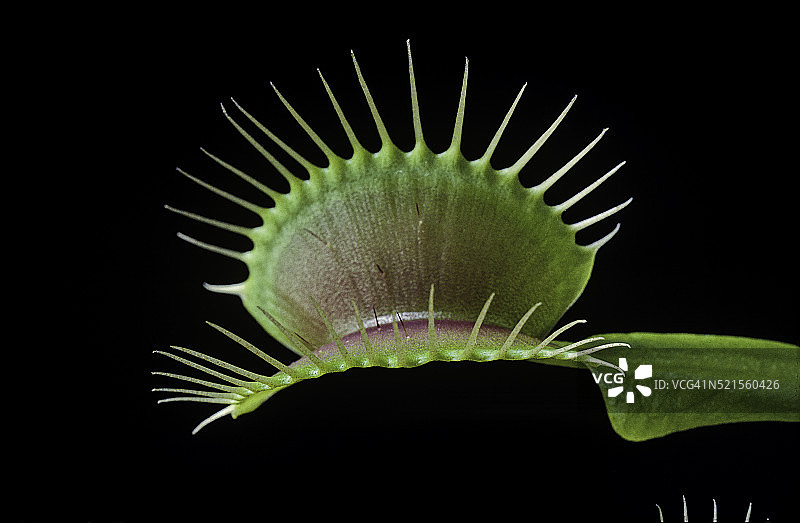 捕蝇草捕虫笼带感应毛图片素材