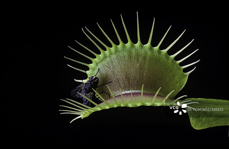 捕蝇草捕虫夹即将合拢捕蝇图片素材