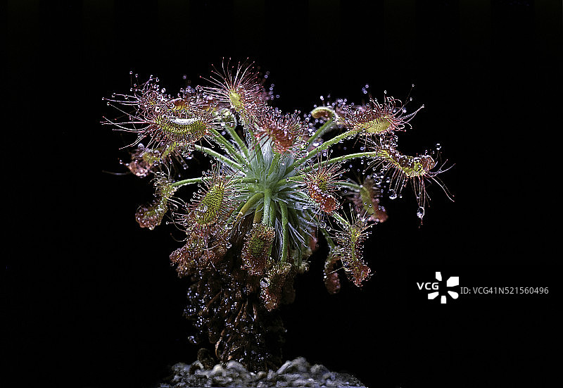 小毛毡苔图片素材