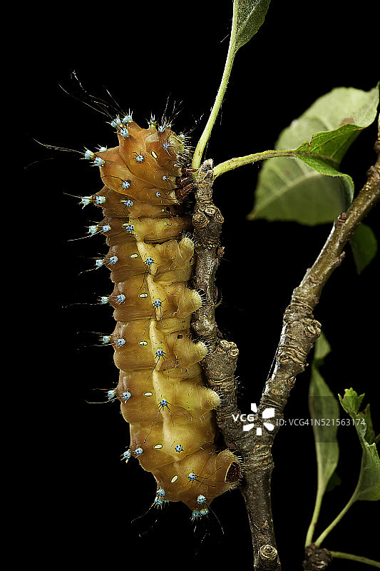 巨型孔雀蛾 - 蛹化前的毛毛虫图片素材