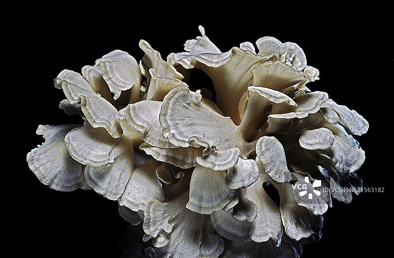 树花菜（鸡腿菇，羊头菇，灰树花）图片素材