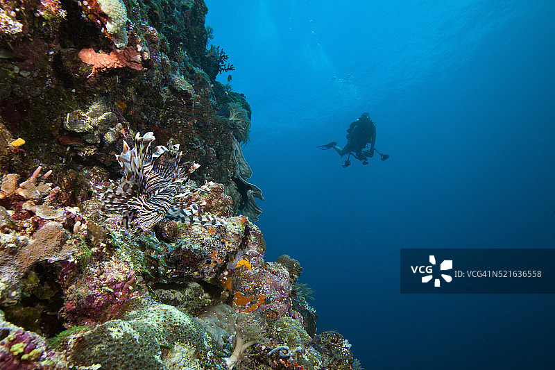 帕劳印度狮子鱼与背景潜水员图片素材
