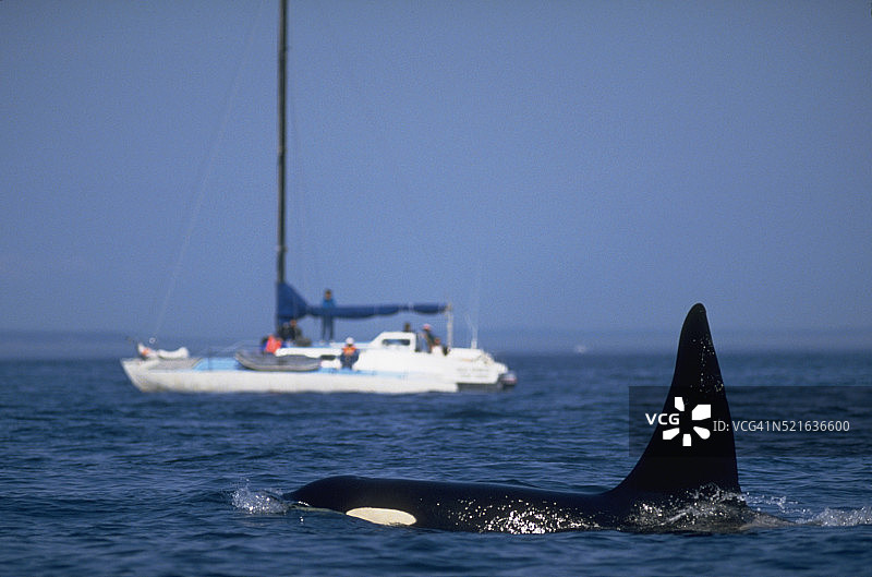 胡安·德·富卡海峡的逆戟鲸图片素材