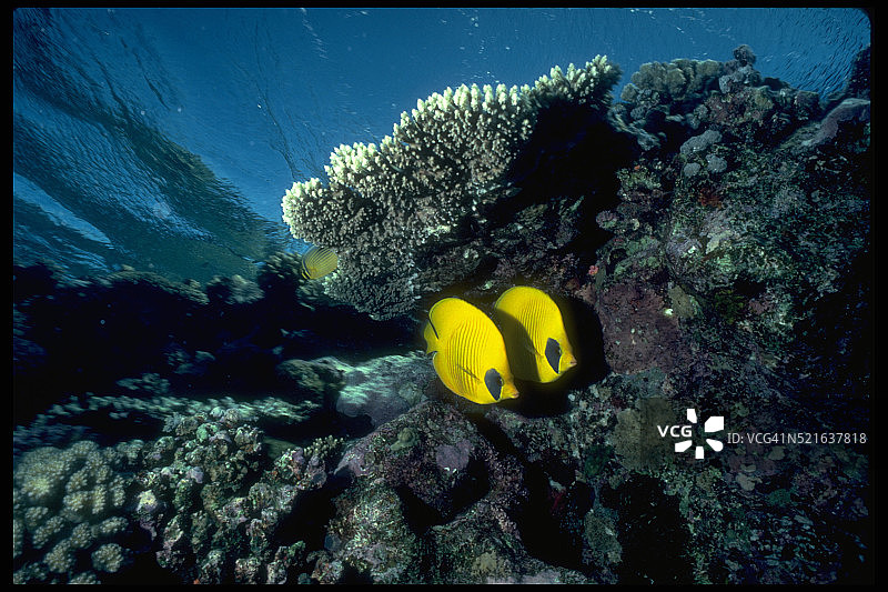 柠檬蝴蝶鱼图片素材