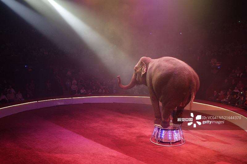 马戏团表演的大象图片素材