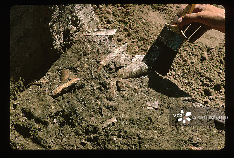 考古发掘中发现的骨骼图片素材