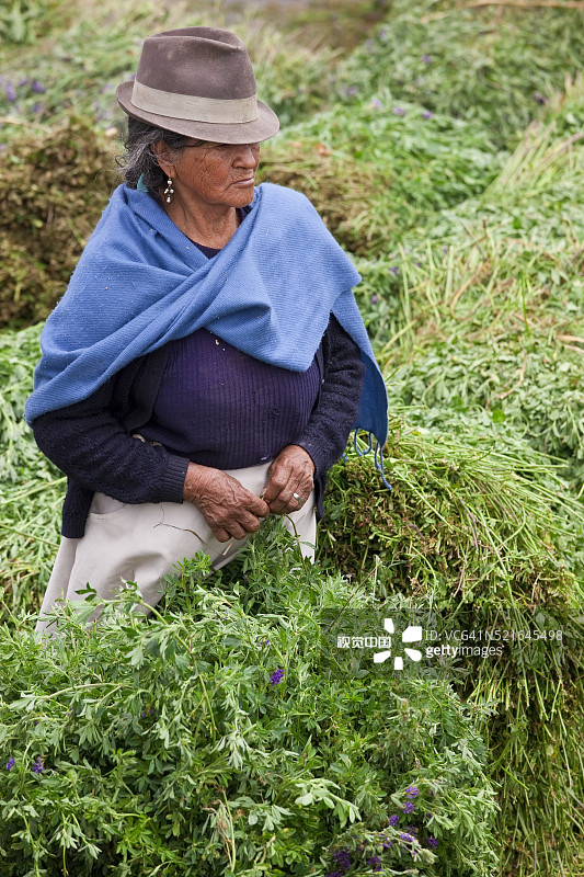 女人在厄瓜多尔拉塔昆加市场出售饲料图片素材