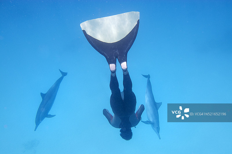 埃及马萨阿拉姆地区红海：与长吻海豚一同游泳的自由潜水员图片素材