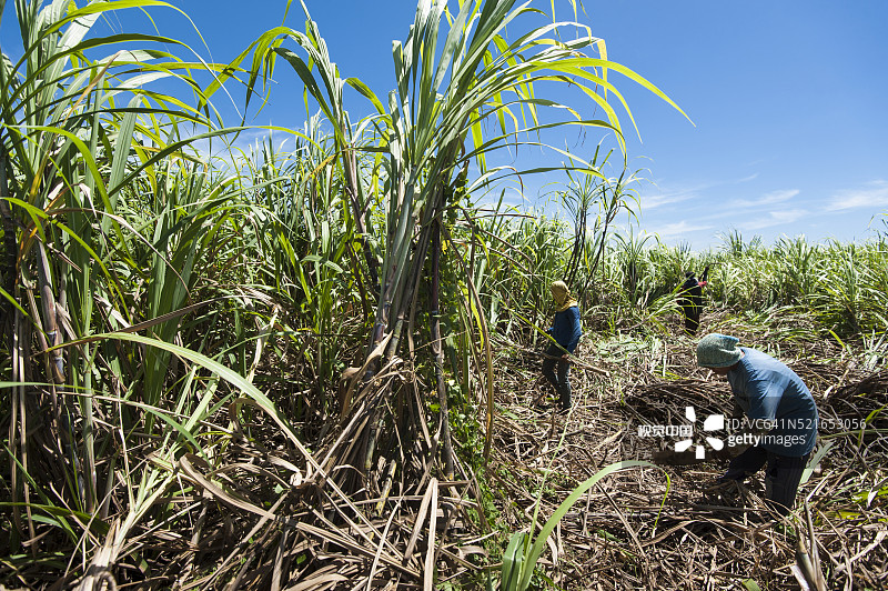劳动者收割甘蔗图片素材