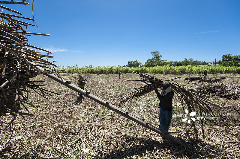 内格罗斯岛上将甘蔗装载到卡车上的工人图片素材