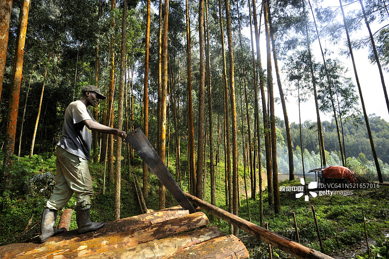 在森林保护区伐木图片素材