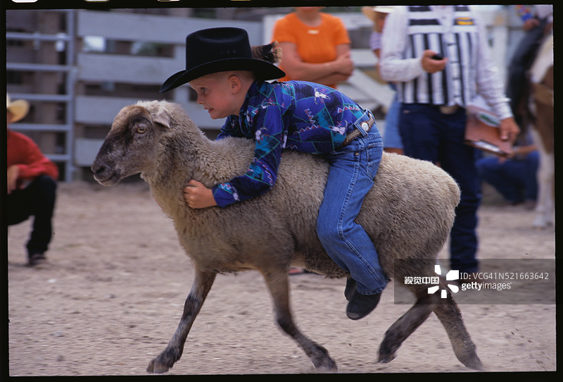 牛仔竞技表演中的骑羊比赛图片素材