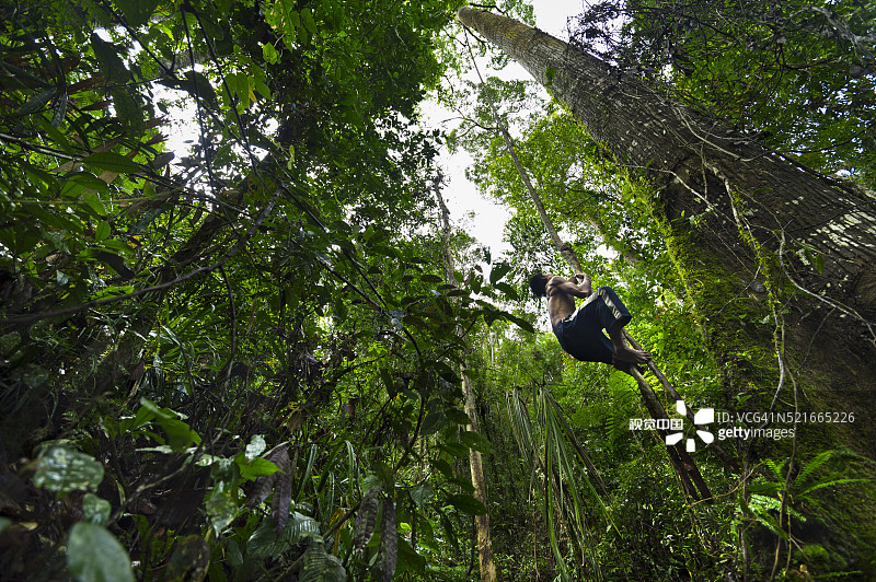 马诺波男人爬树藤采集蜂蜜图片素材