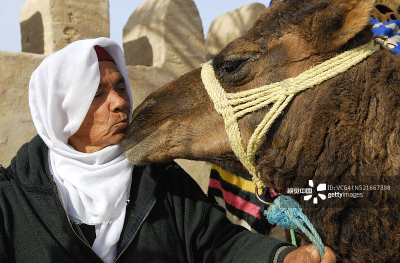 男人亲吻骆驼图片素材