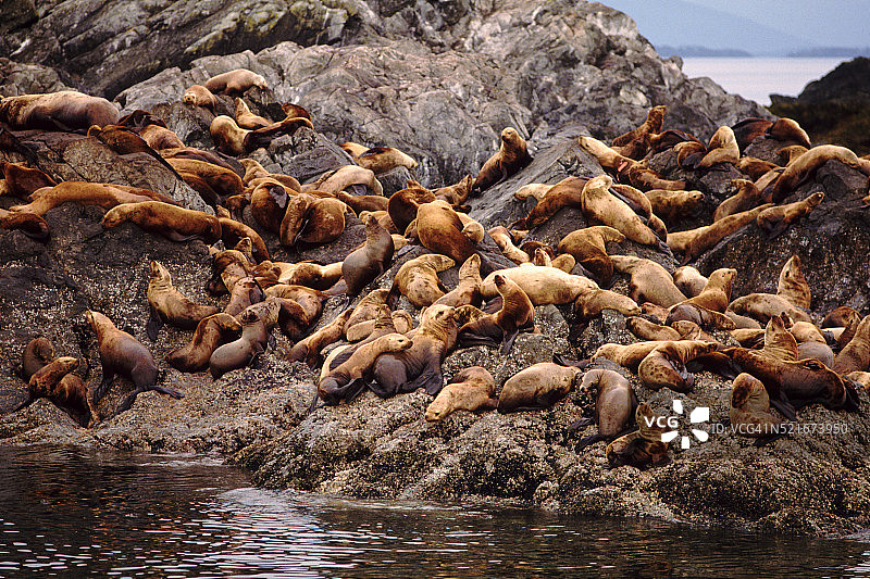 北海狮图片素材