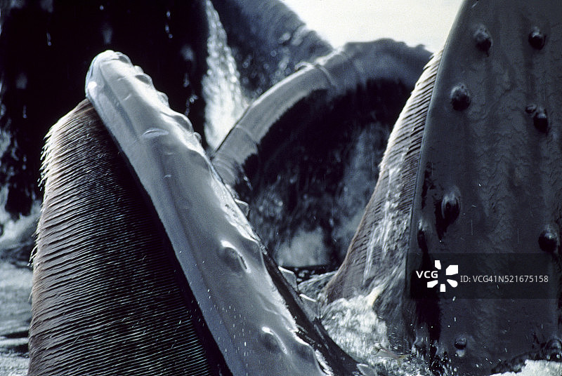 座头鲸的鲸须板图片素材