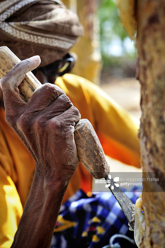 在邦特兰博萨索附近绿洲采摘乳香的天然树脂农民穆罕默德图片素材