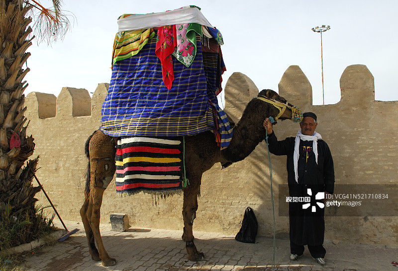在突尼斯的抬轿骆驼与向导图片素材