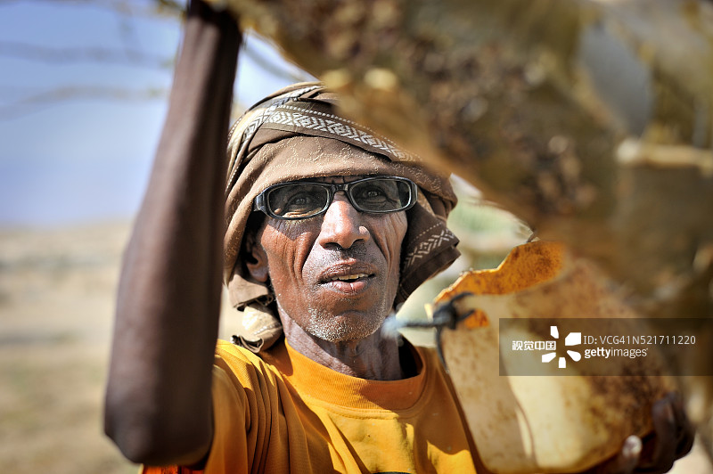 在邦特兰博萨索附近绿洲采摘乳香的天然树脂农民穆罕默德图片素材