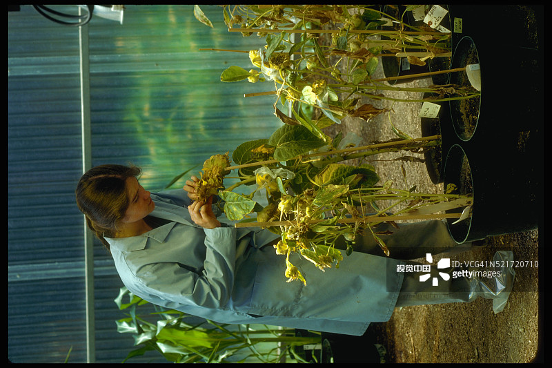 研究员监测向日葵生长图片素材