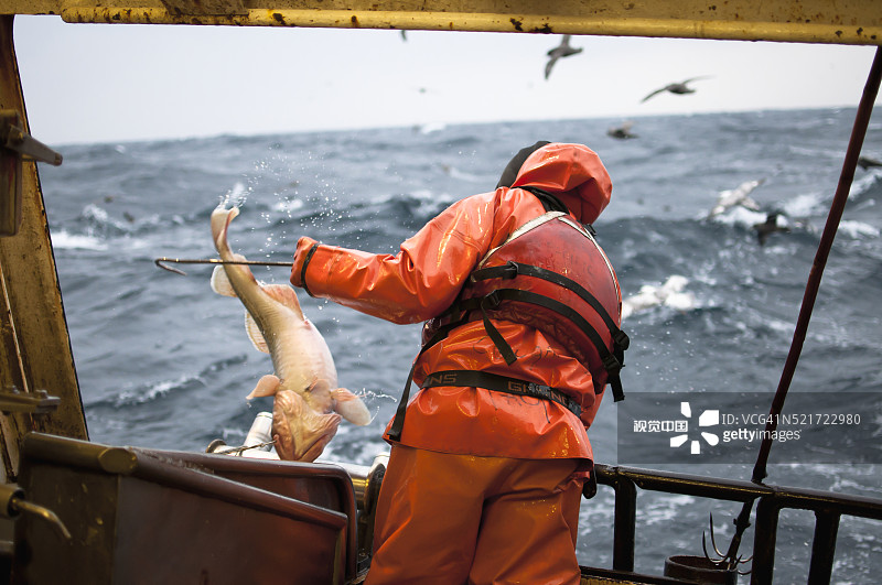 渔夫捕捞太平洋鳕鱼图片素材