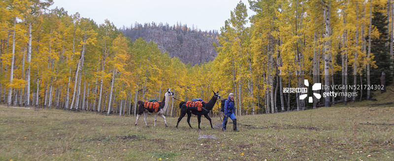 徒步者与美洲驼在秋天图片素材