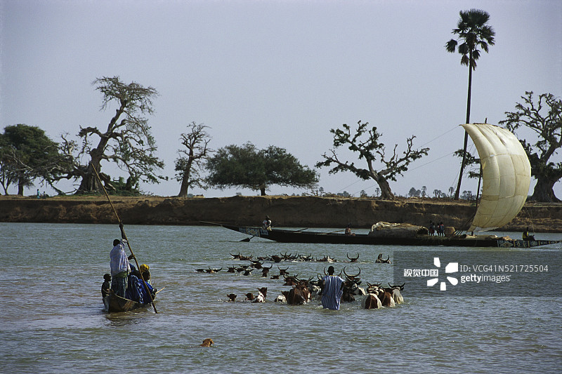 赶着牛群过河图片素材