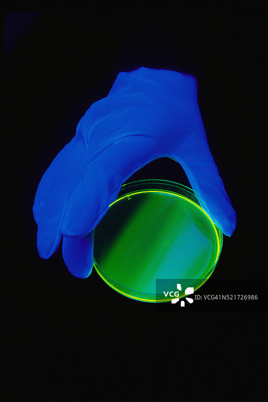 手持培养皿图片素材