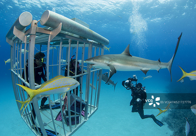 鲨鱼笼提供保护图片素材