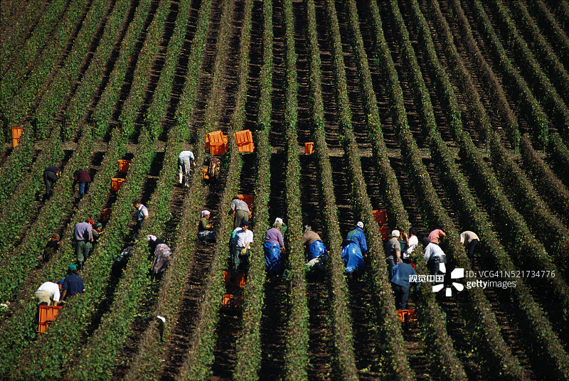 葡萄园里的葡萄采摘者图片素材