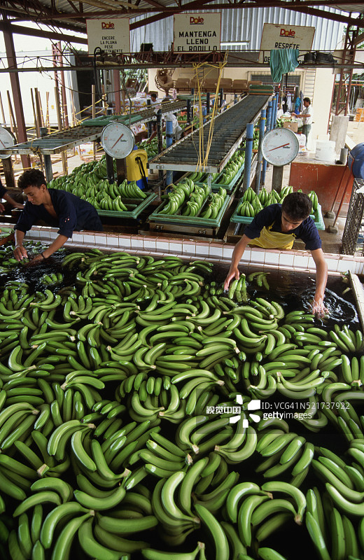 工人们清洗和称重香蕉图片素材