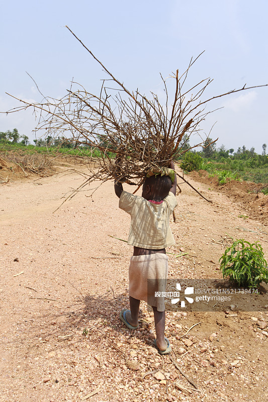 卢旺达：扛着一捆树枝的女孩图片素材