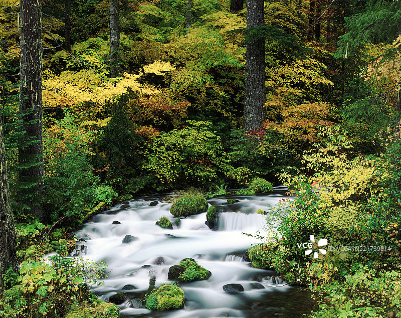 威拉米特国家森林图片素材