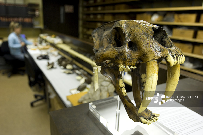 佩奇博物馆的剑齿虎头骨图片素材