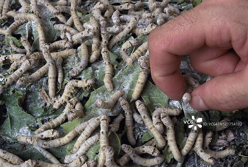 三周大的蚕图片素材