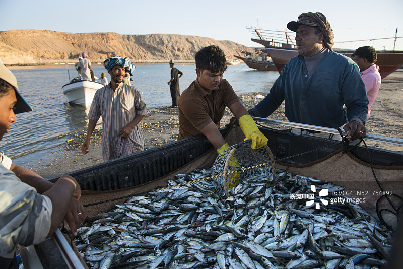 阿曼苏尔：渔民整理渔获图片素材