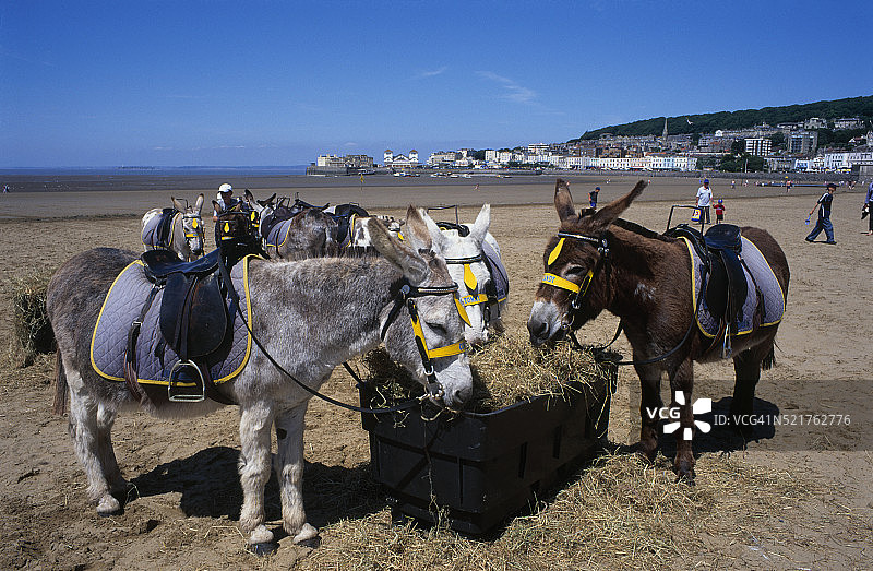 沙滩上的驴子图片素材