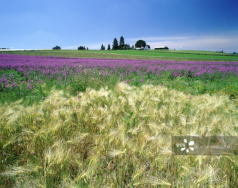 小麦和火箭花田—俄勒冈州威拉米特山谷图片素材