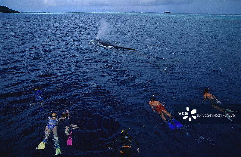 人们与座头鲸一起浮潜图片素材