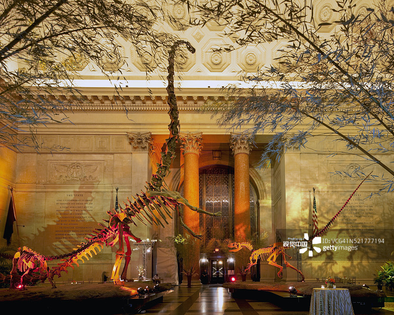 异特龙和腕龙的骨骼图片素材