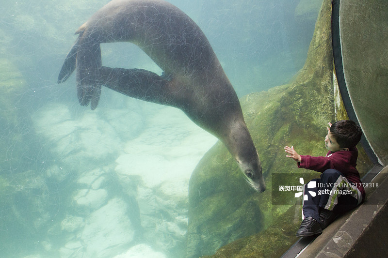 与海狮一起在水族馆的小男孩图片素材