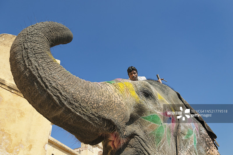 在印度拉贾斯坦邦琥珀堡宫殿骑着主人大象图片素材