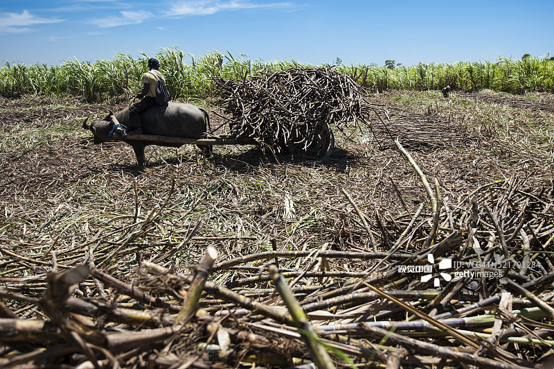 水牛拖运甘蔗图片素材