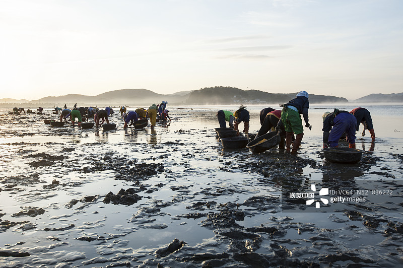韩国泰安海岸的贝壳收藏者图片素材