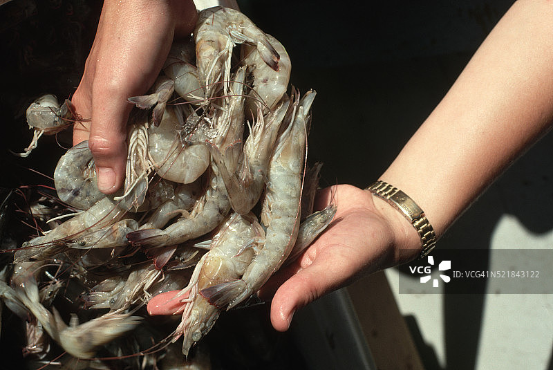 一把新鲜的路易斯安那虾图片素材
