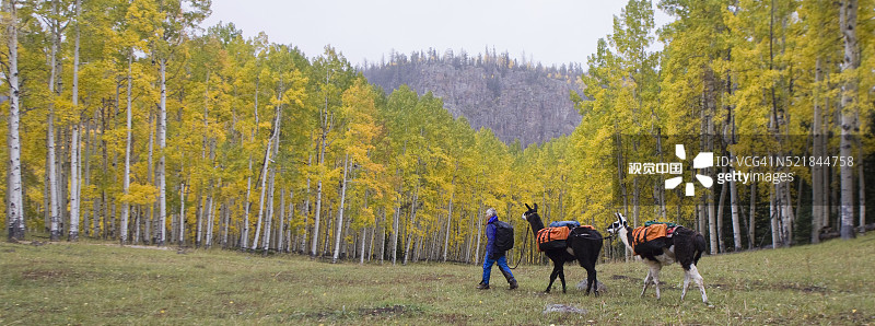 徒步者与美洲驼在秋天图片素材