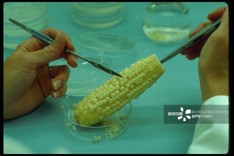 研究人员移除玉米胚胎图片素材
