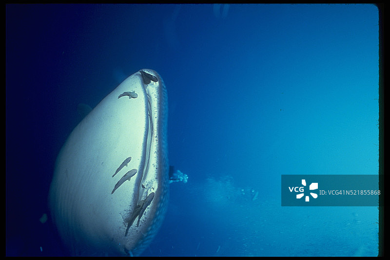 鲸鲨脸上的印鱼图片素材